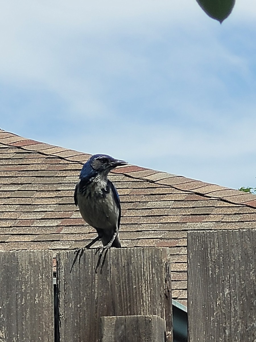 California Scrub-Jay - ML457781801