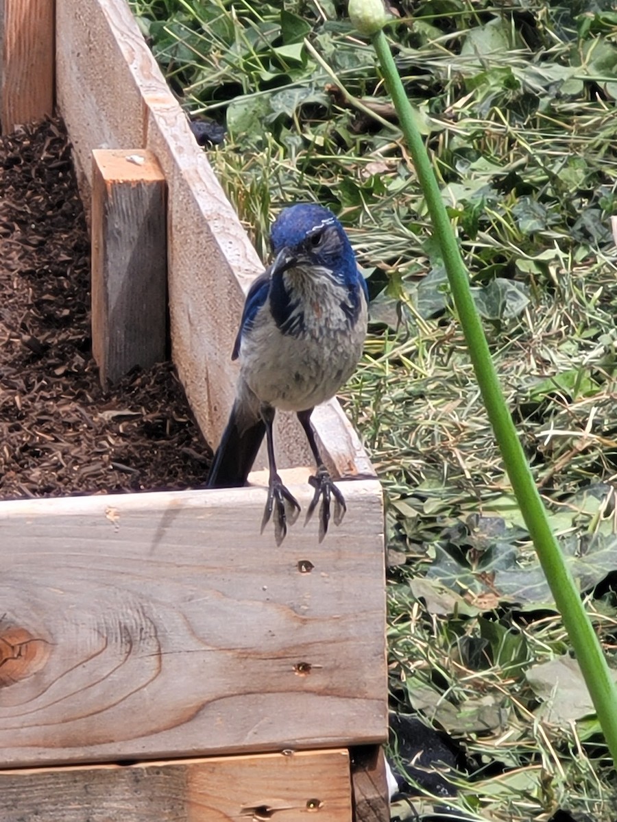 California Scrub-Jay - ML457781821
