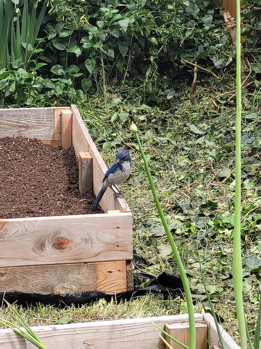 California Scrub-Jay - ML457781841