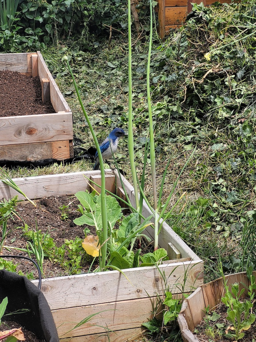 California Scrub-Jay - ML457781851