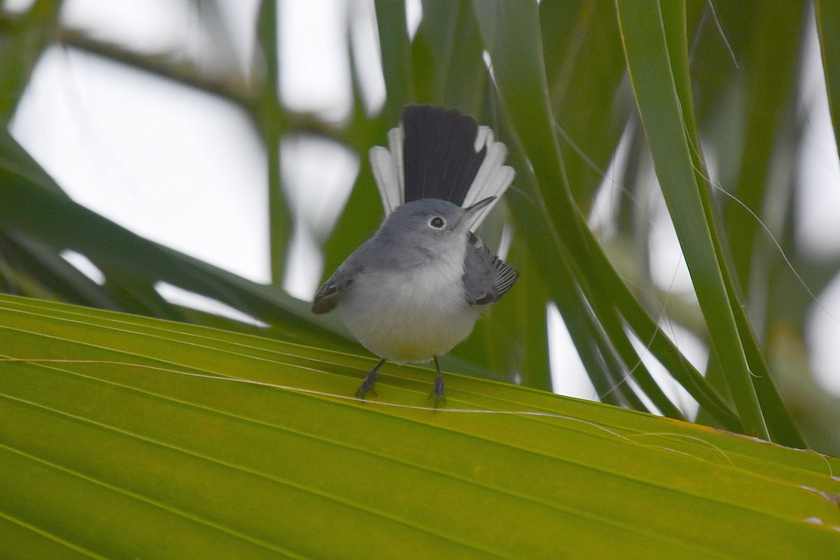 Blue-gray Gnatcatcher - ML45778191