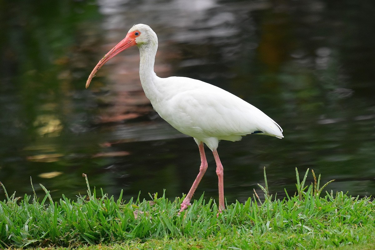 ibis bílý - ML45778281