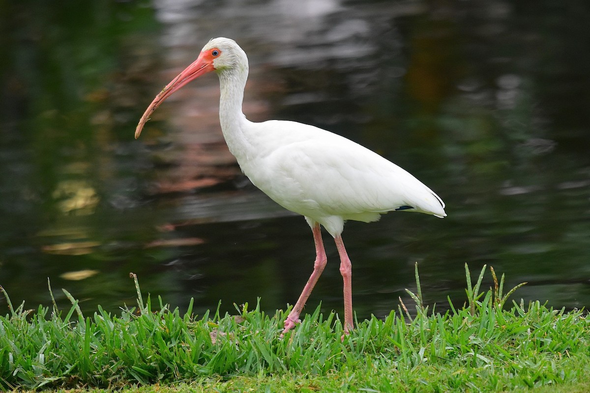 Ibis blanc - ML45778281