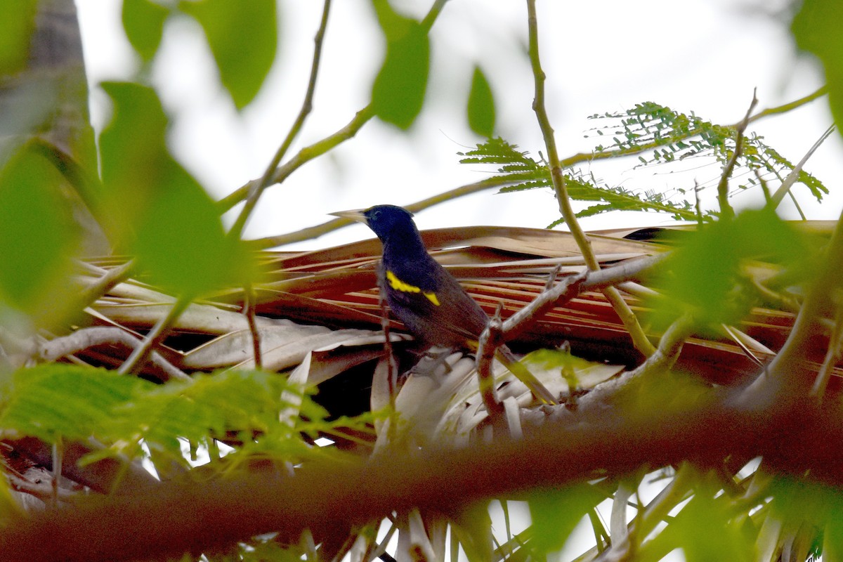 Yellow-winged Cacique - ML45778311