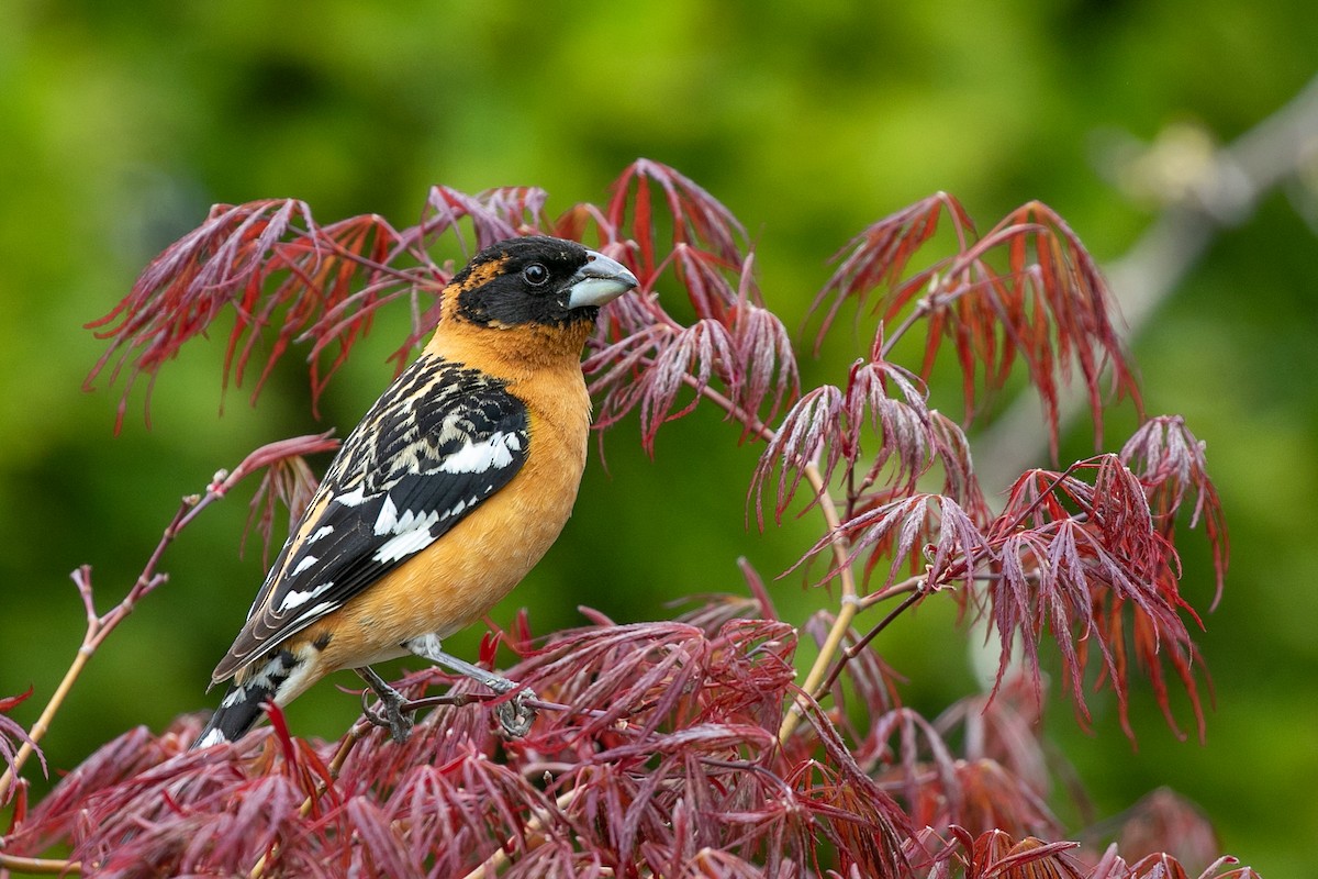 Black-headed Grosbeak - ML457783961