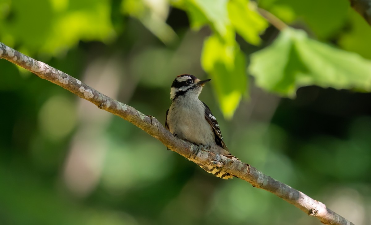 Downy Woodpecker - ML457785431