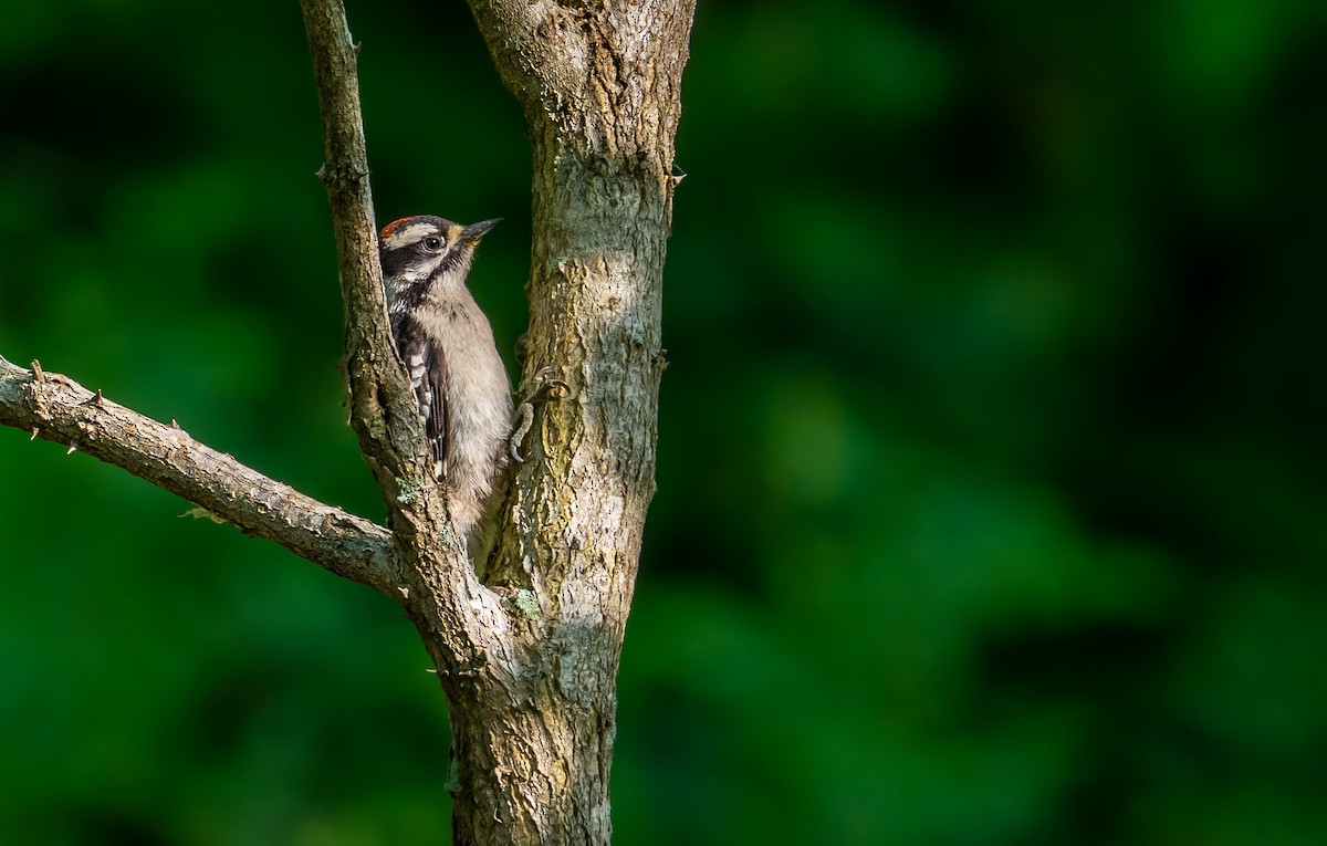 Downy Woodpecker - Isaac Howell