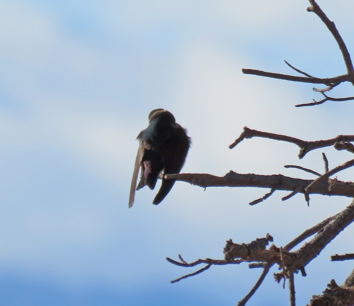 Violet-green Swallow - ML457785501