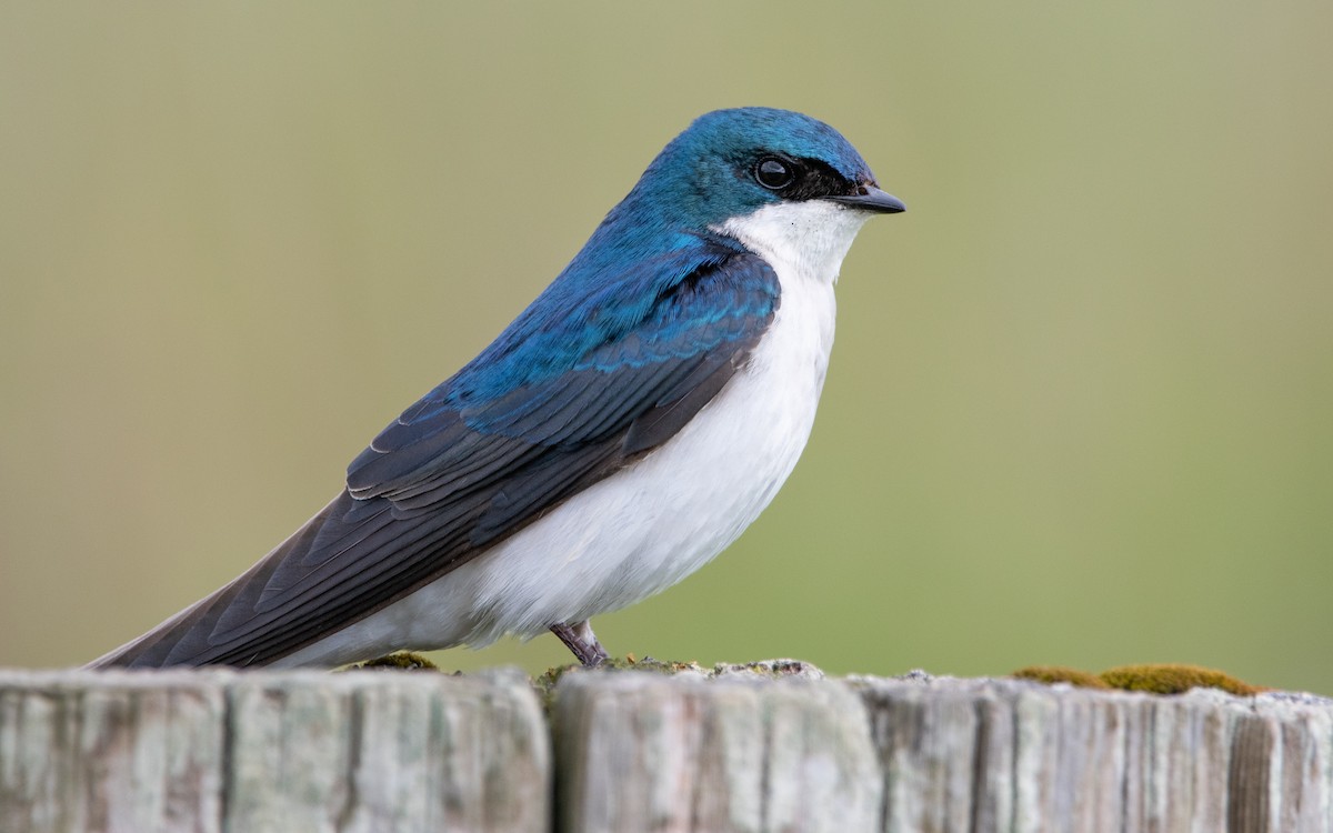 Tree Swallow - ML457788571