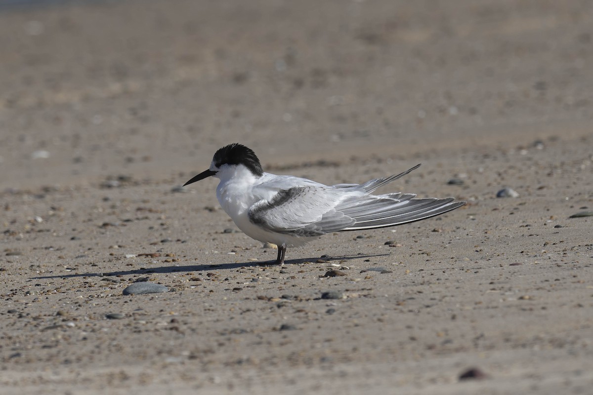 White-fronted Tern - ML457789081