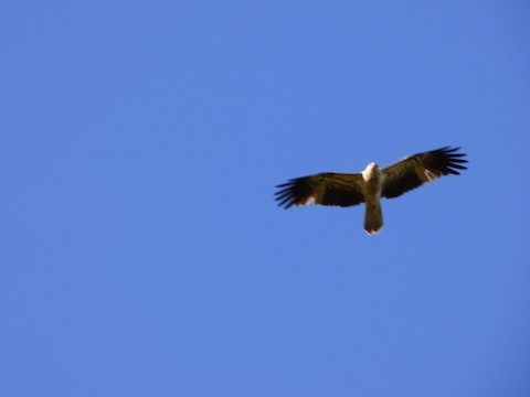 Whistling Kite - ML457789211