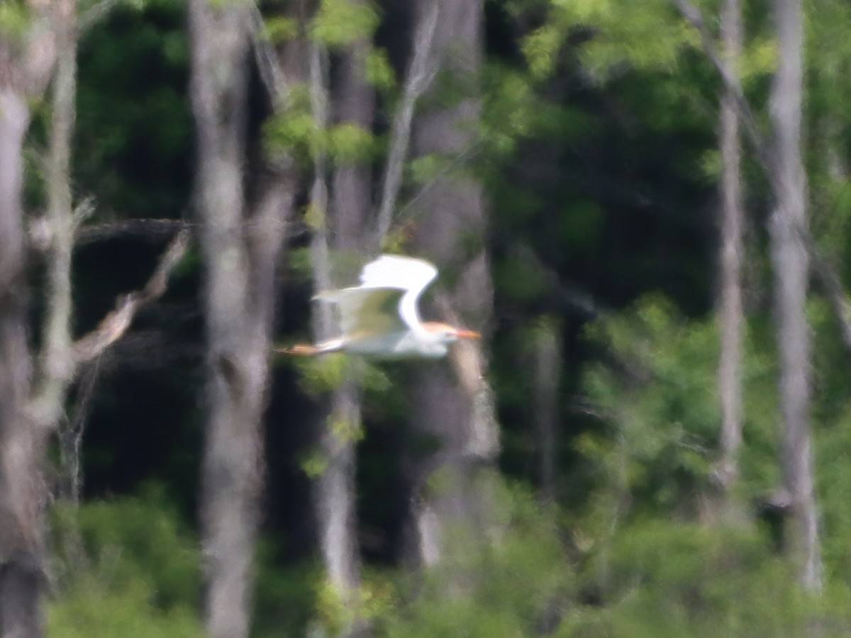 Western Cattle-Egret - ML457791261