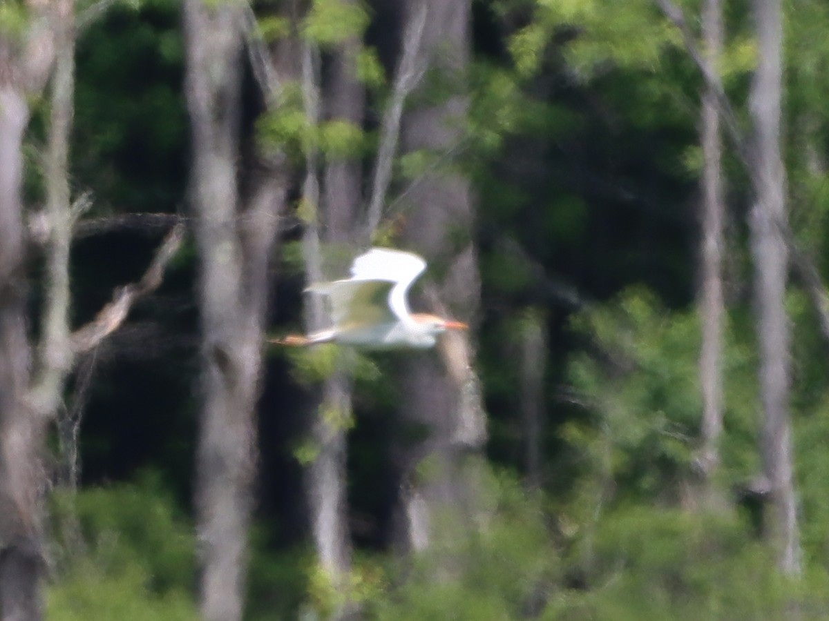 Western Cattle Egret - ML457791261