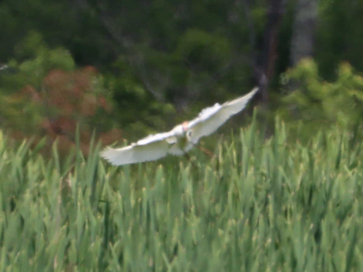 Western Cattle Egret - ML457791451