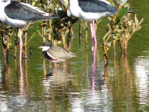 Red-kneed Dotterel - ML457791951