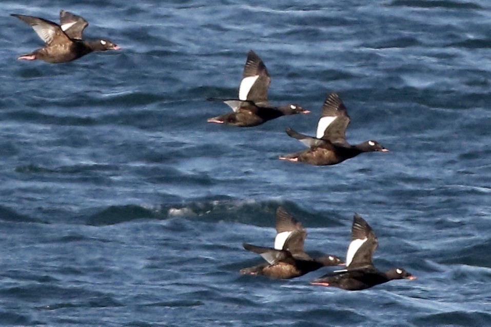 White-winged/Stejneger's Scoter - ML457793011