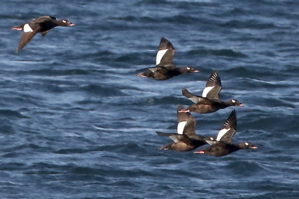 White-winged/Stejneger's Scoter - ML457793021