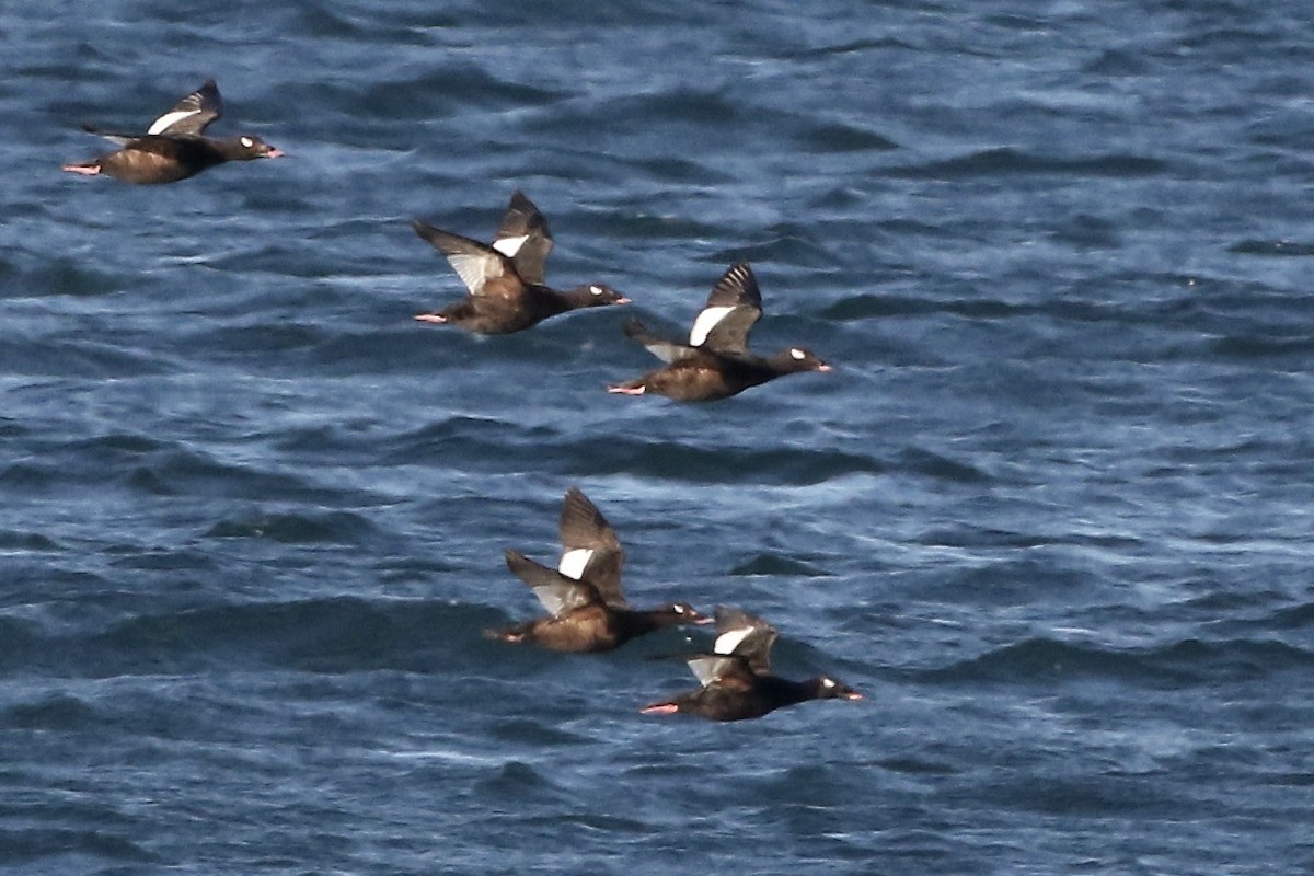 White-winged/Stejneger's Scoter - ML457793031