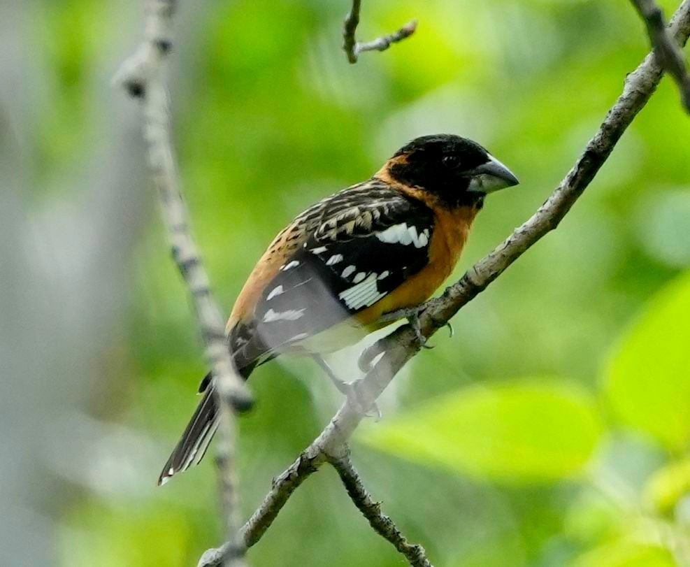 Black-headed Grosbeak - Conrad Dark