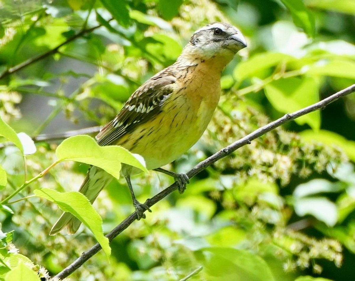 Black-headed Grosbeak - ML457793281