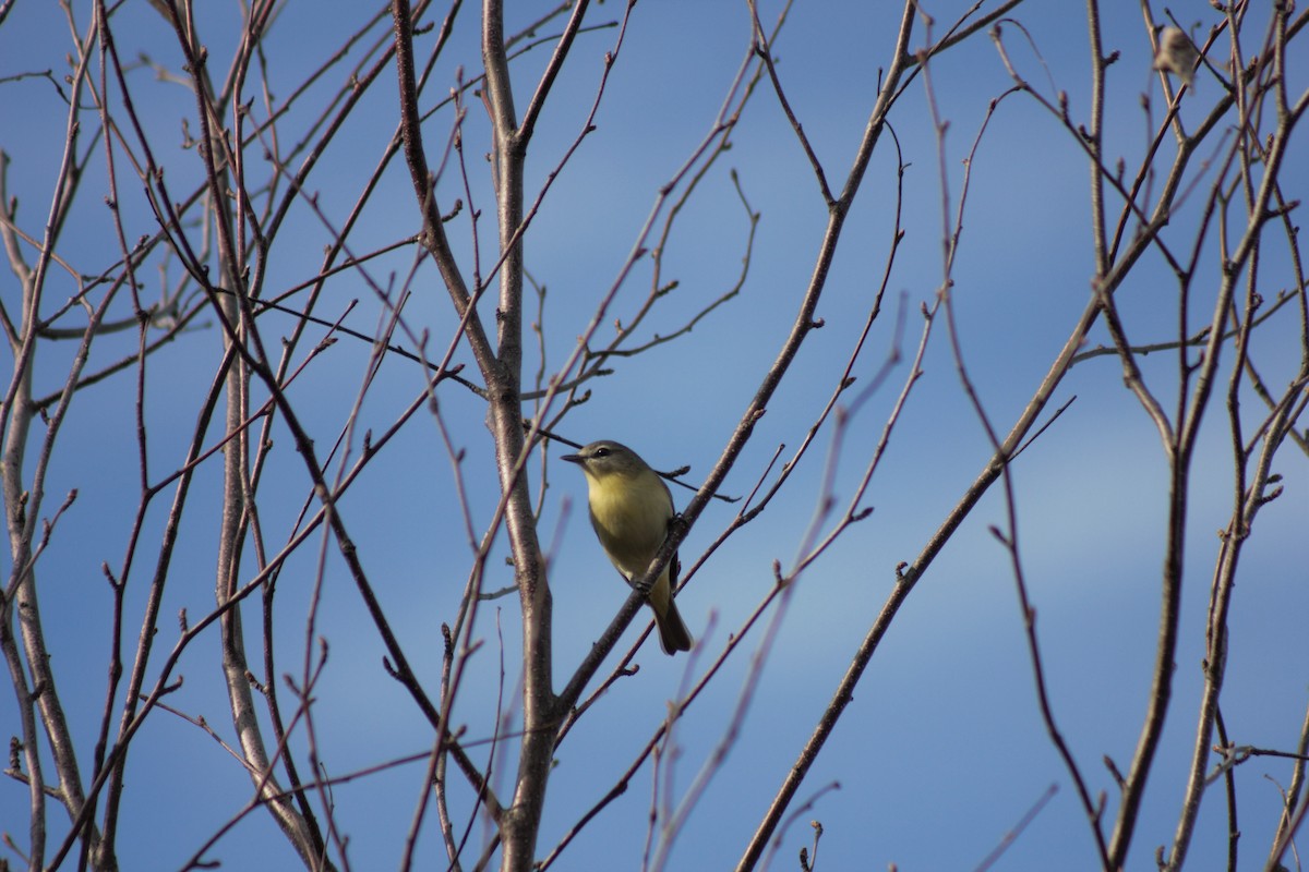 Philadelphia Vireo - ML457793861