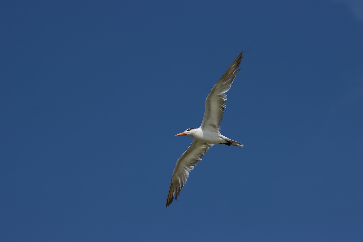 Royal Tern - Benjamin Zerante