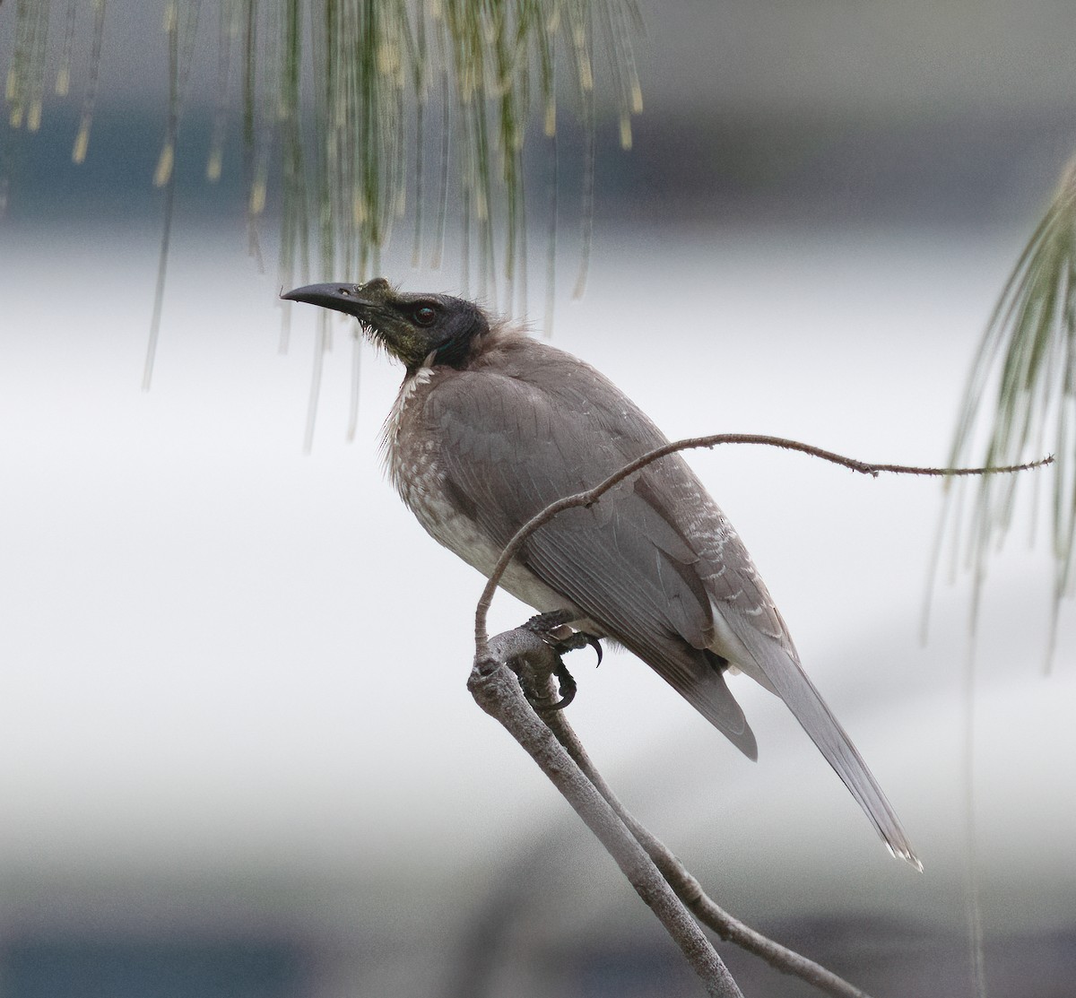 Noisy Friarbird - ML457797401