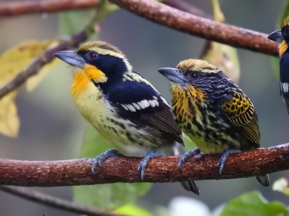 Gilded Barbet - ML457797731