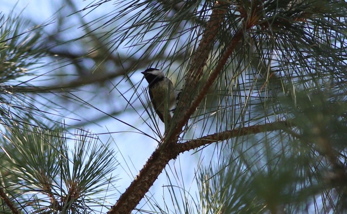 Carolina Chickadee - ML457798511