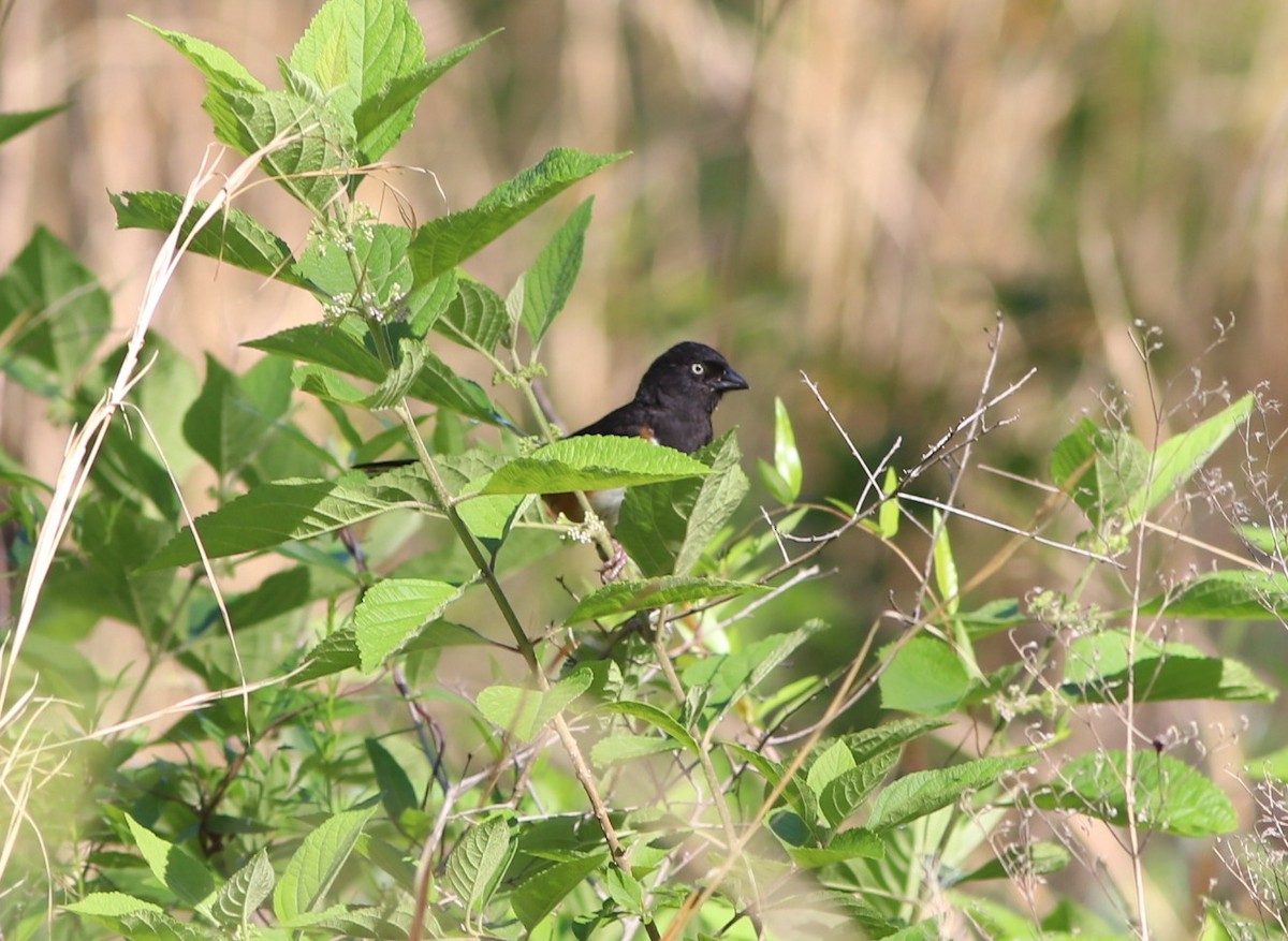 Eastern Towhee - ML457798701