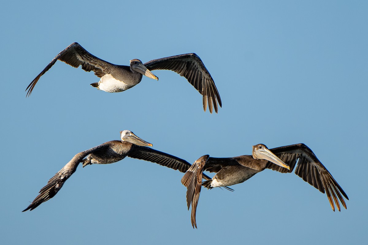 Brown Pelican - ML457798891