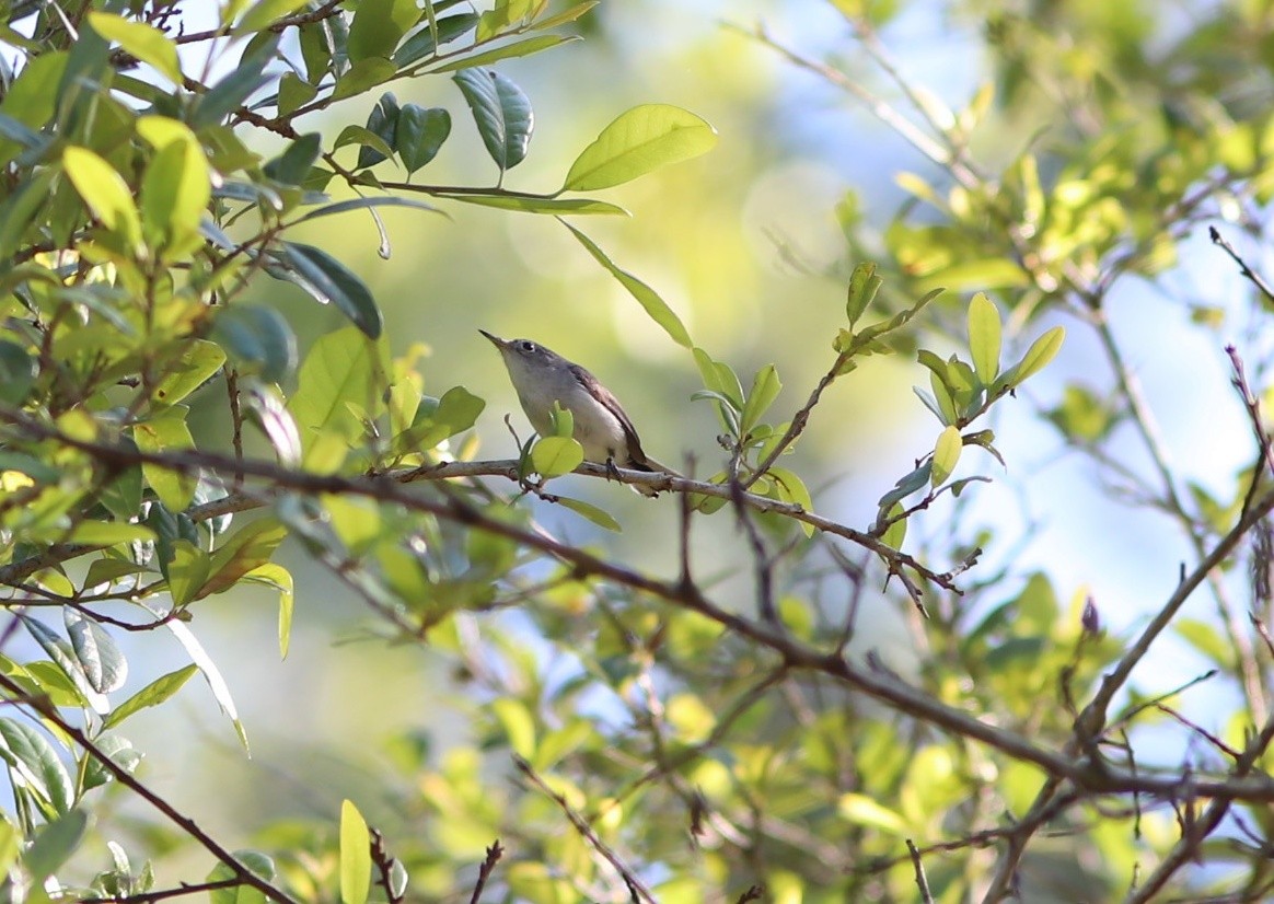 Blue-gray Gnatcatcher - ML457799051