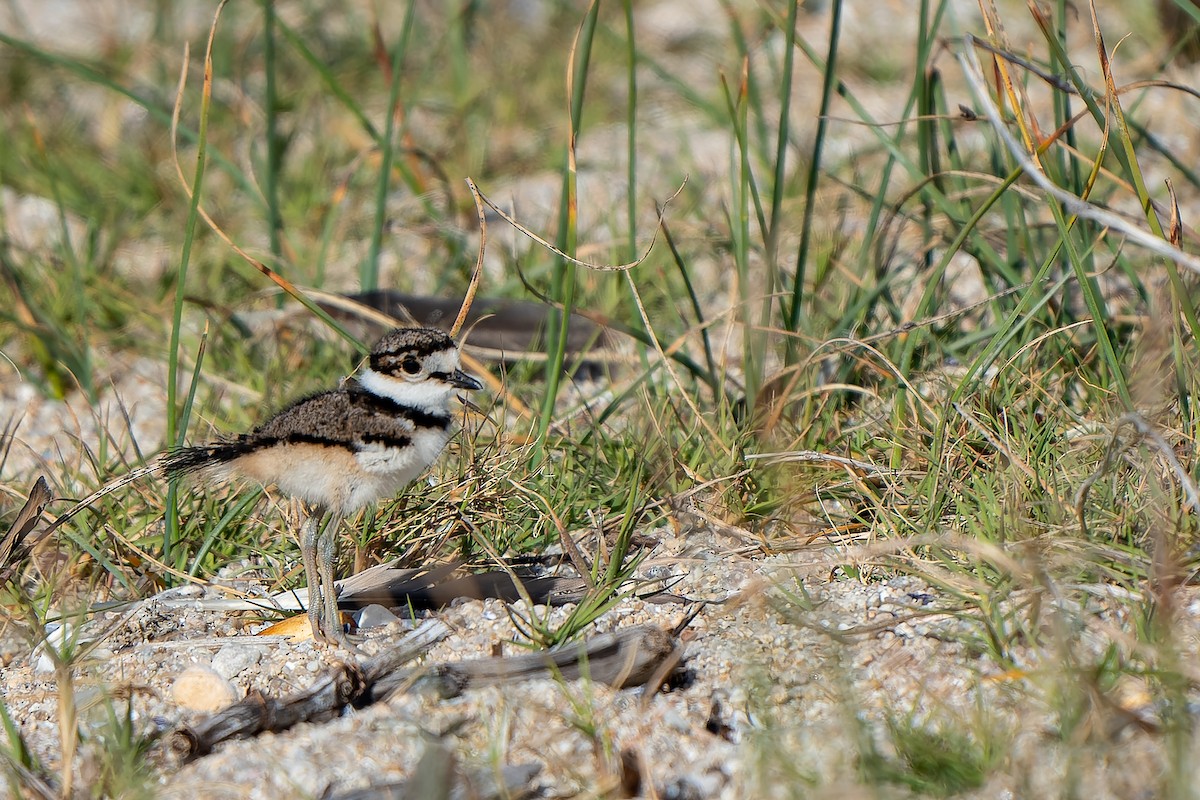 Killdeer - ML457799471