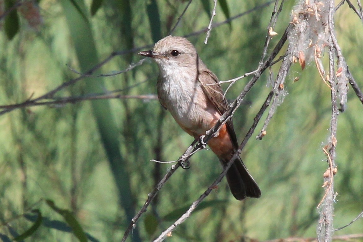 Vermilion Flycatcher - ML457800601