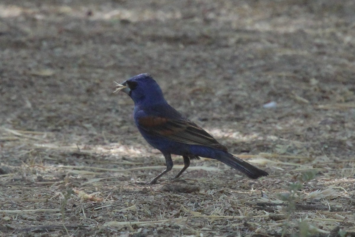 Blue Grosbeak - ML457800651