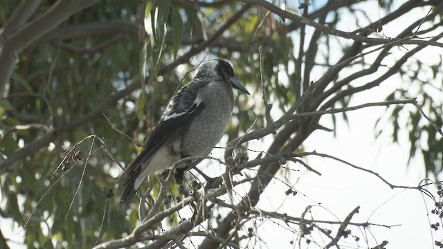 Australian Magpie (Western) - ML457801511