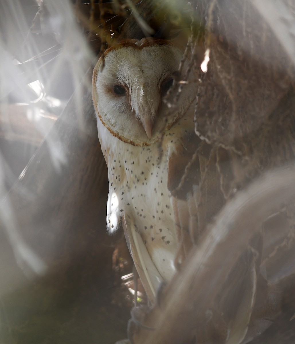 Barn Owl - Joshua Vandermeulen