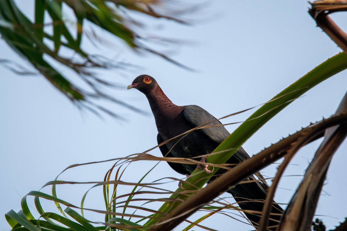 Scaly-naped Pigeon - ML457801841
