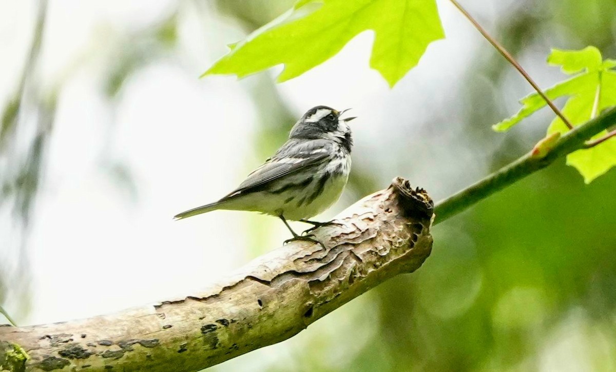 Black-throated Gray Warbler - Conrad Dark