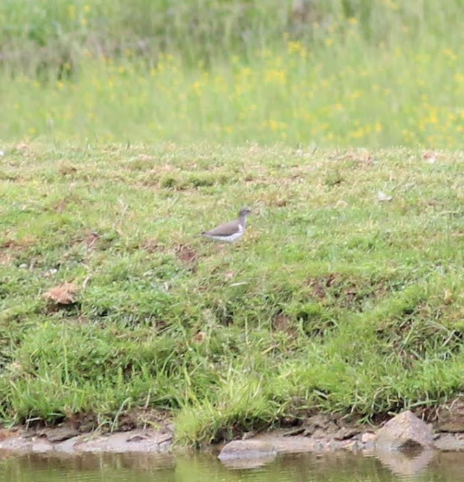 Spotted Sandpiper - Wes Hatch