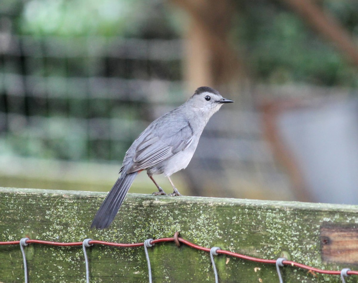 Gray Catbird - ML457803031