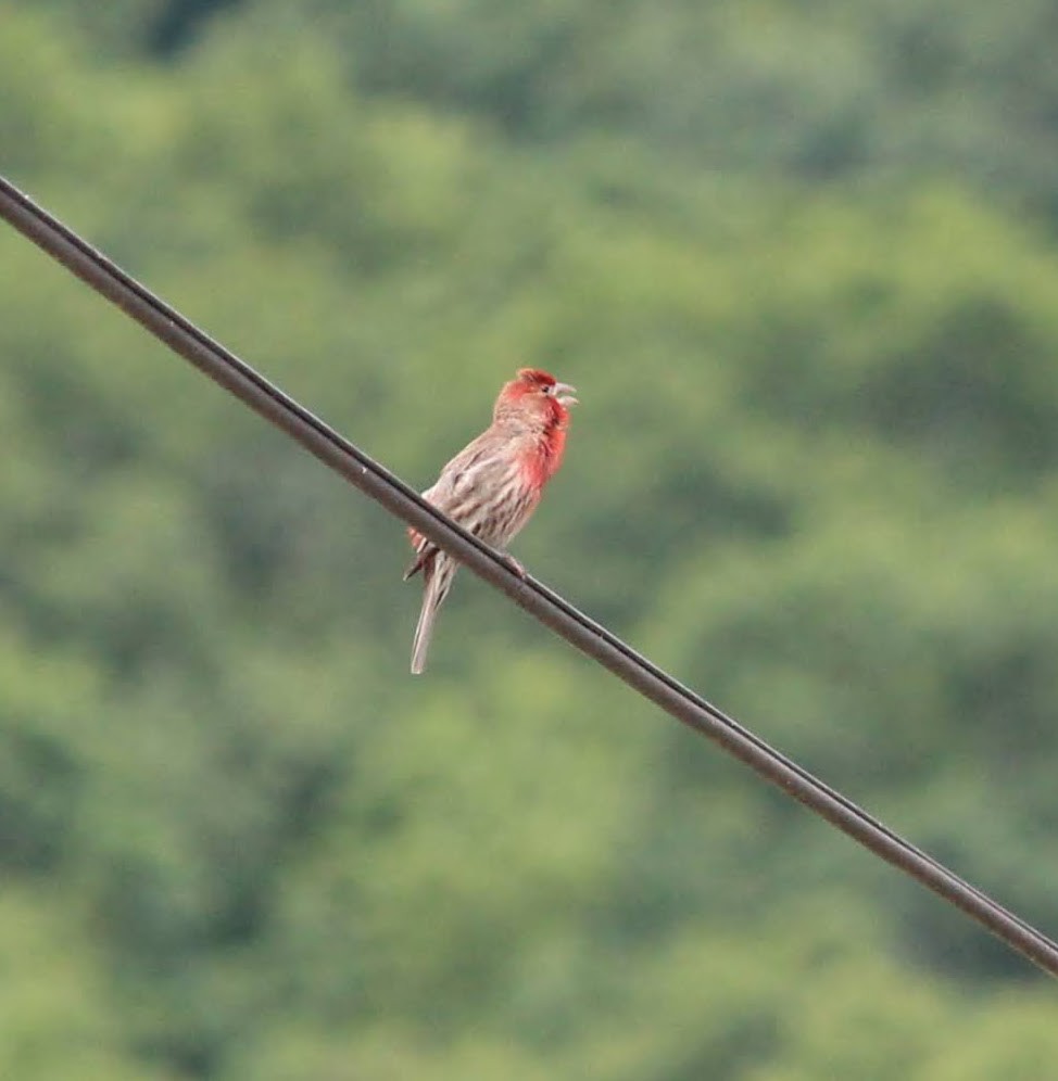 House Finch - ML457803101