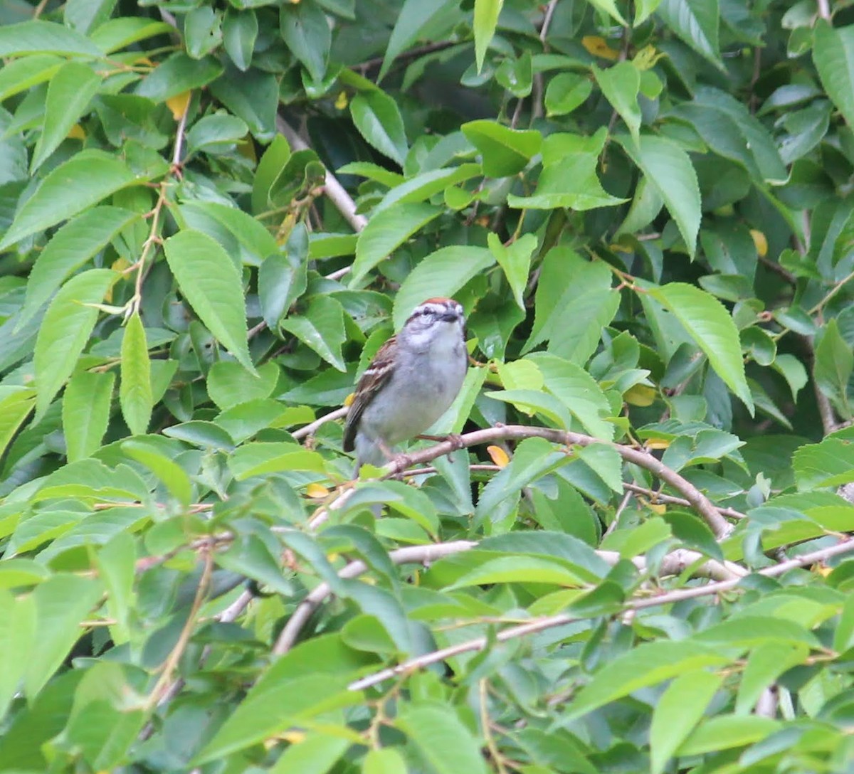 Chipping Sparrow - ML457803141