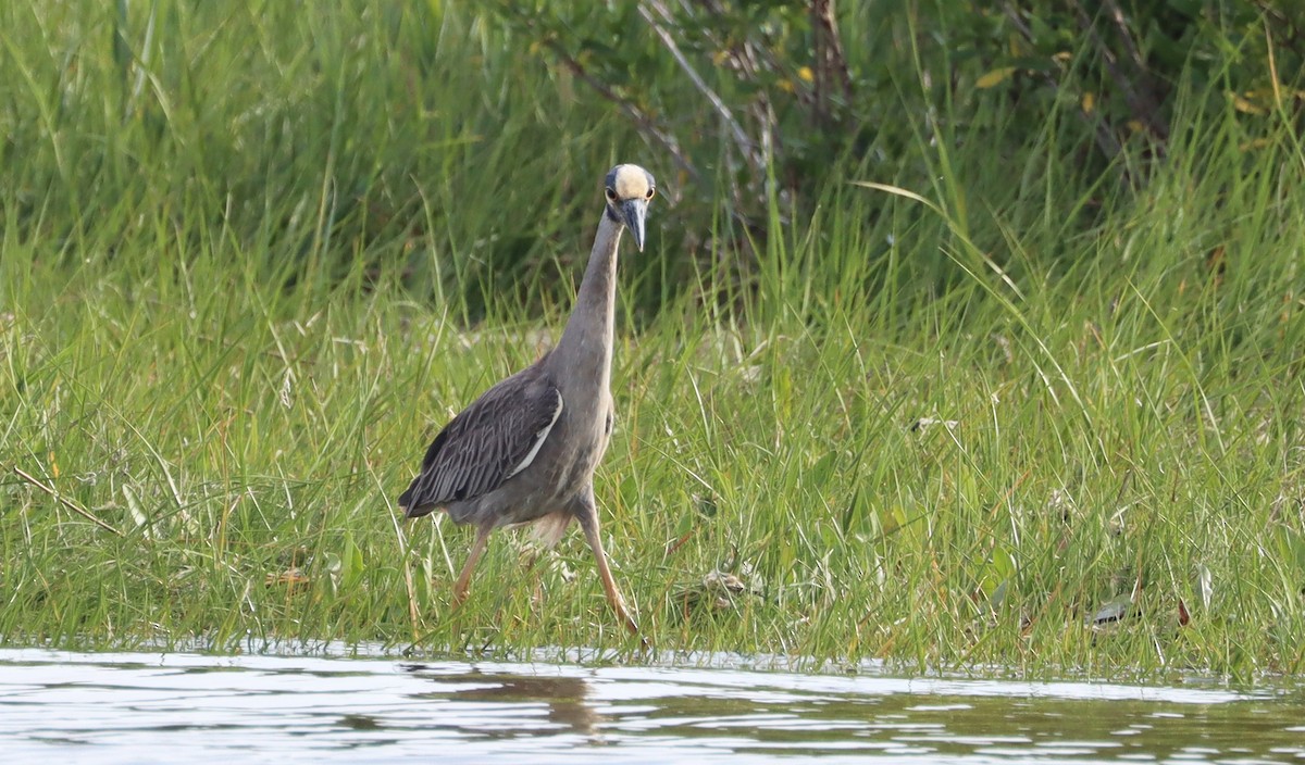 Yellow-crowned Night Heron - ML457803681