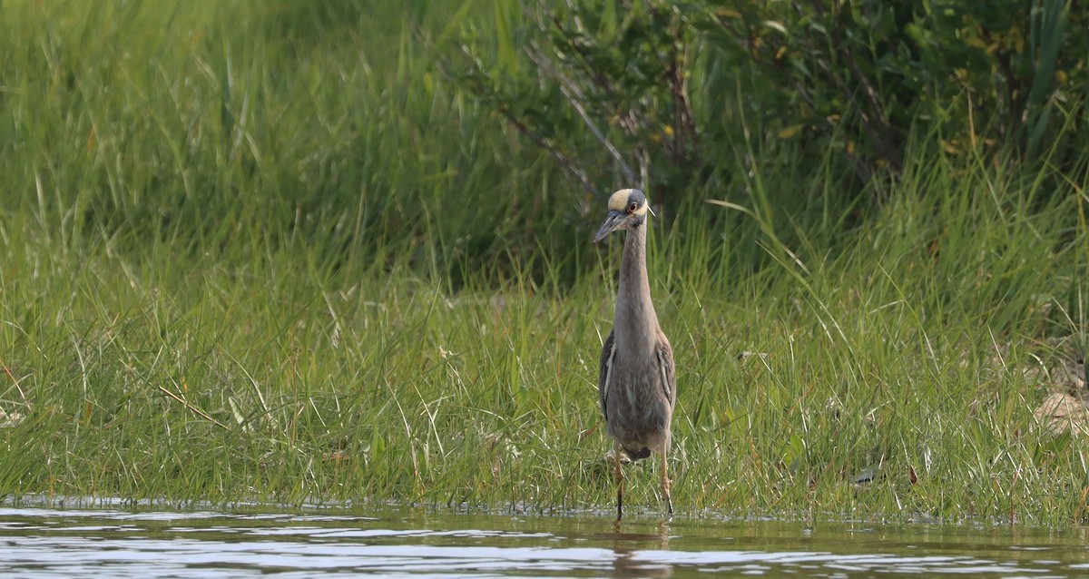 Yellow-crowned Night Heron - ML457803761