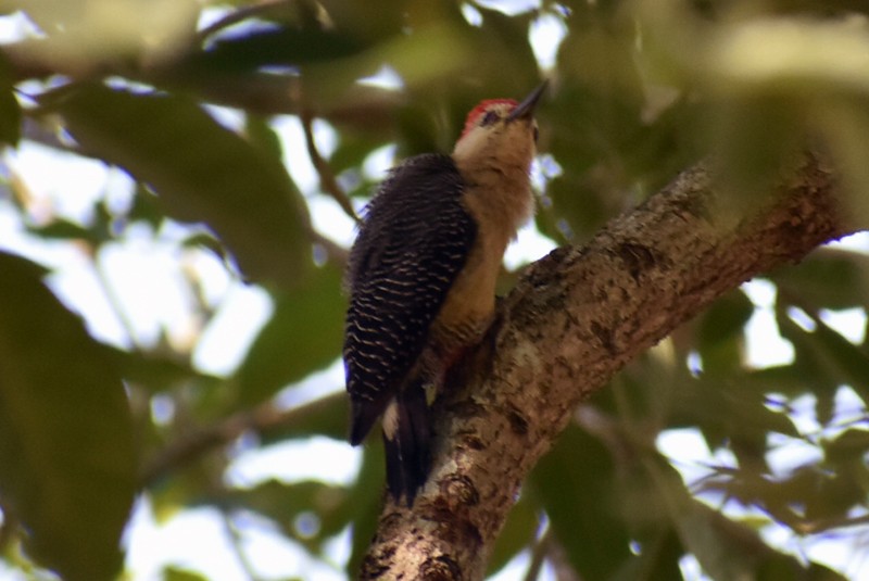 Golden-fronted Woodpecker - Adrian Romo Garcia