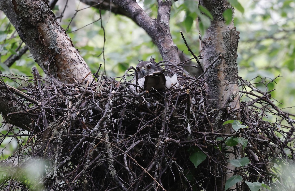 American Goshawk - ML457805261