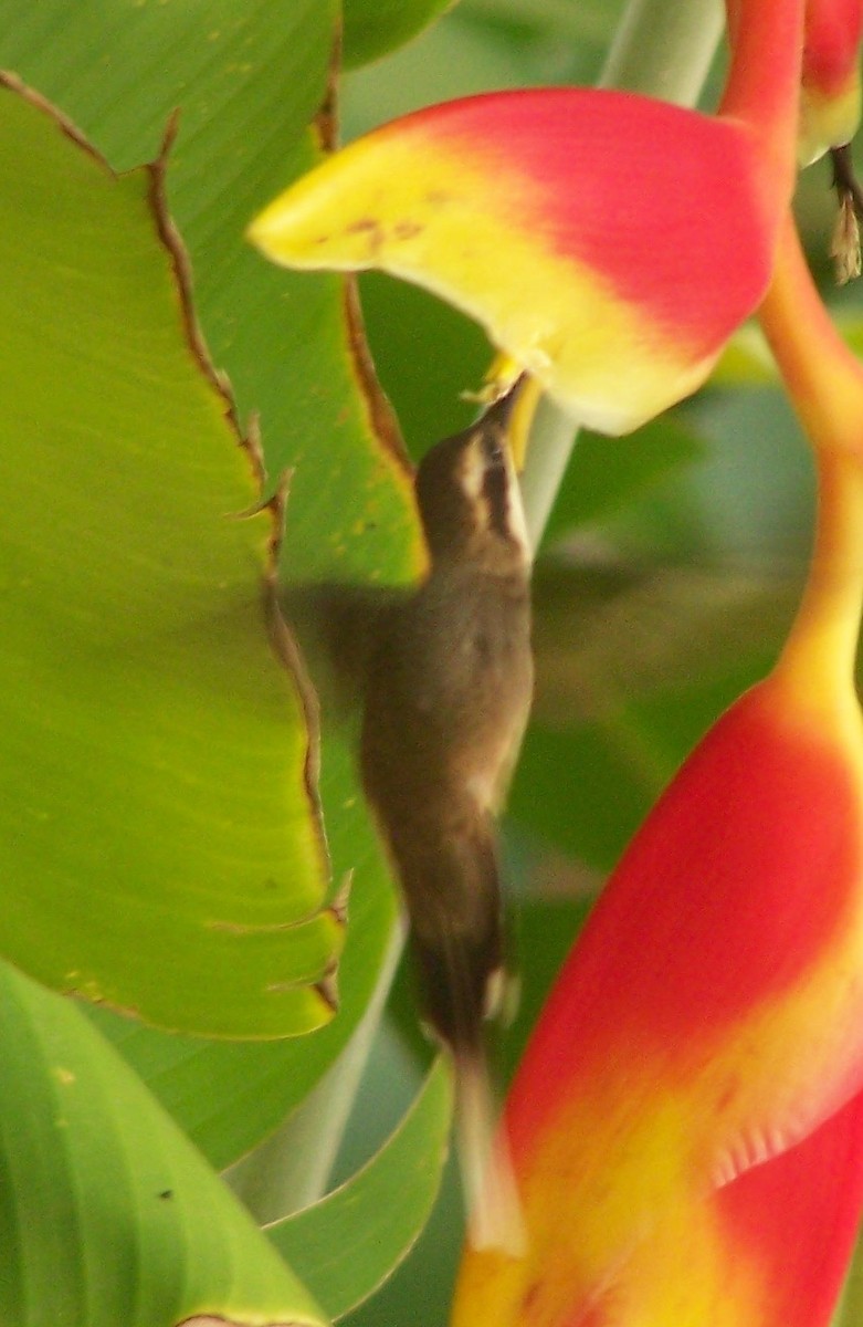 kolibřík světlebřichý - ML457805721