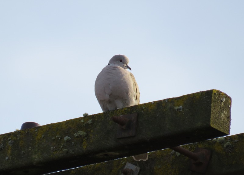 Eurasian Collared-Dove - ML45780591