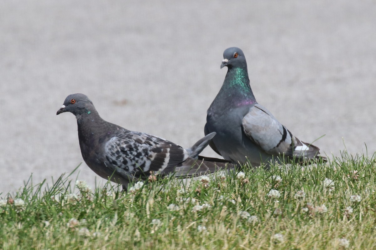 Rock Pigeon (Feral Pigeon) - ML457807331